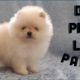 Dog price List in India [2019] | Puppy price list | Pomeranian Puppy Price In India