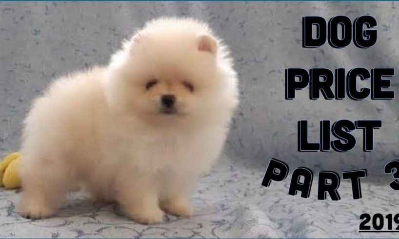 Dog price List in India [2019] | Puppy price list | Pomeranian Puppy Price In India