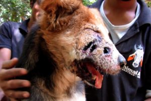 Dog rescued with shocking holes in his face survives