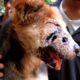 Dog rescued with shocking holes in his face survives