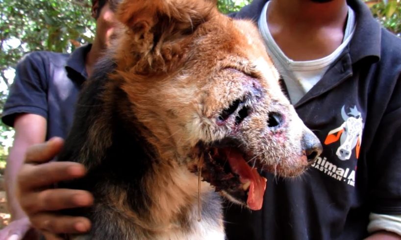 Dog rescued with shocking holes in his face survives