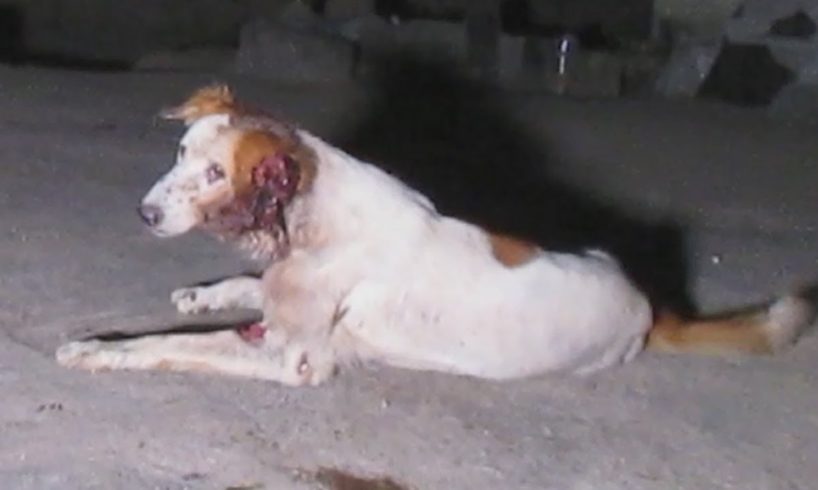 Dog so cheerful terrible wound can't stop his joy