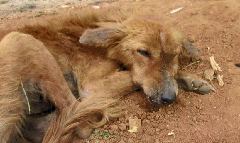 Dog starving from broken jaw rescued