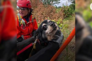 Dog stranded on steep Canby-area hillside for days rescued