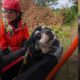 Dog stranded on steep Canby-area hillside for days rescued