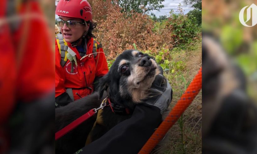 Dog stranded on steep Canby-area hillside for days rescued