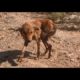 Dog with shredded leg sobs when seeing rescuers