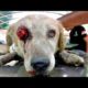 Dog's eye pops out after traumatic injury rescued