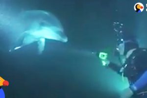 Dolphin Asks Diver For Help | The Dodo
