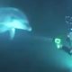 Dolphin Asks Diver For Help | The Dodo