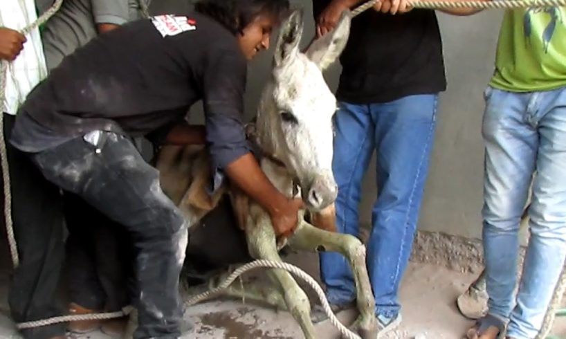 Donkey trapped chest-deep in sewage under building rescued