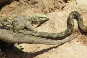 Dragon Komodo Vs Python Fight To Death - Lizard Vs Snake - Wild Animal Fighting