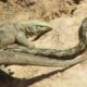 Dragon Komodo Vs Python Fight To Death - Lizard Vs Snake - Wild Animal Fighting