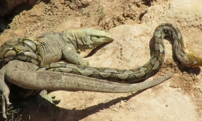Dragon Komodo Vs Python Fight To Death - Lizard Vs Snake - Wild Animal Fighting