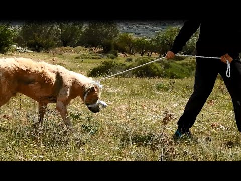 Dramatic rescue of a dog that had lost all hope
