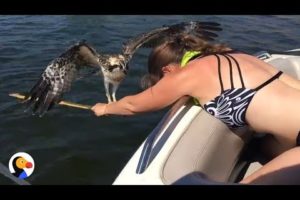 Drowning Osprey Bird Rescued by BRAVE Woman | The Dodo