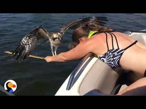 Drowning Osprey Bird Rescued by BRAVE Woman | The Dodo
