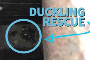 Ducklings Rescued From Sewer, Reunited With Mother | PETA Animal Rescues