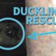 Ducklings Rescued From Sewer, Reunited With Mother | PETA Animal Rescues