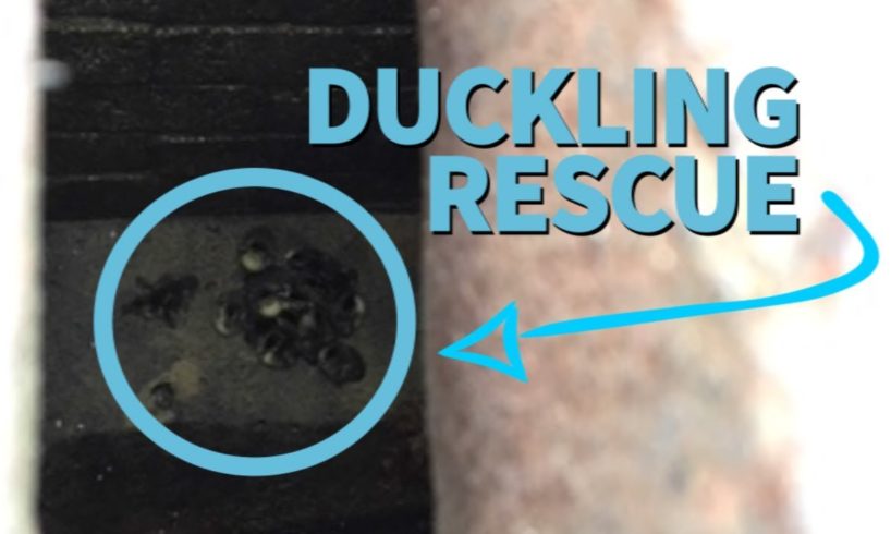 Ducklings Rescued From Sewer, Reunited With Mother | PETA Animal Rescues