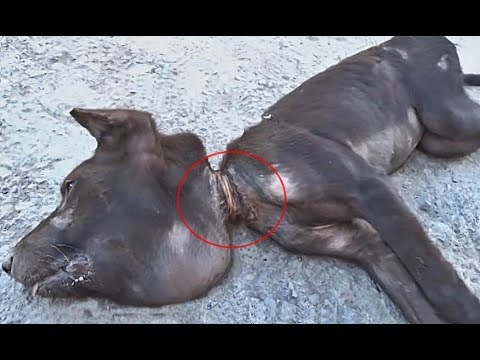 Dying Puppy asking for help! (Before-After) We thought he was going to die...