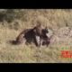 EXTREME CRAZY ANIMAL FIGHTS