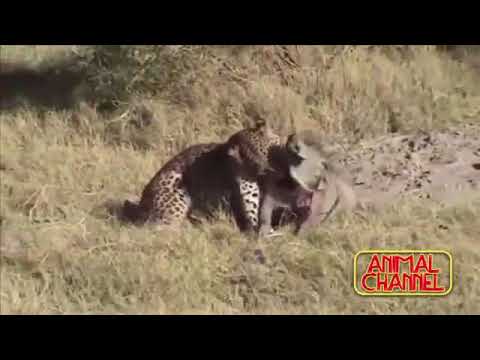 EXTREME CRAZY ANIMAL FIGHTS
