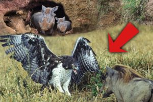 Eagle Catches & Fights Baby Warthog | Wild Animals Attacks - Wild Animal Fights Caught On Camera