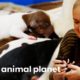 Eggo The Chihuahua Gives Birth To 8 Beautiful Puppies! | Amanda To The Rescue
