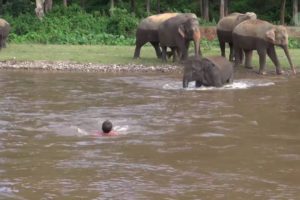 Elephant Come To Rescue People