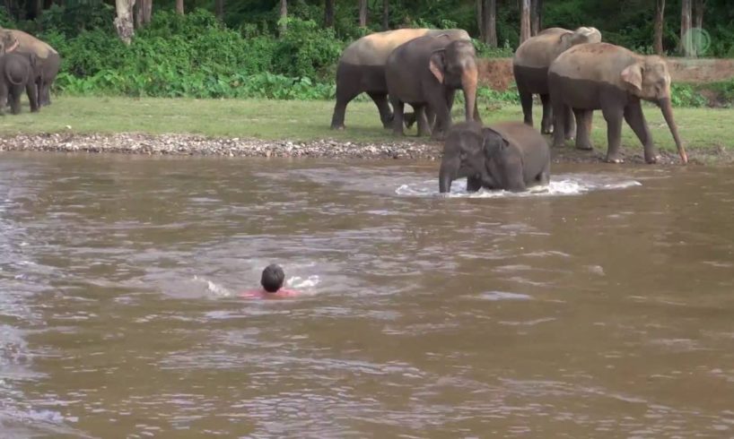 Elephant Come To Rescue People