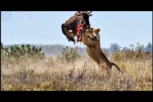 Elephant Kill Buffalo Real Fight Wild Animal Fights | Animals Attack