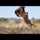 Elephant Kill Buffalo Real Fight Wild Animal Fights | Animals Attack