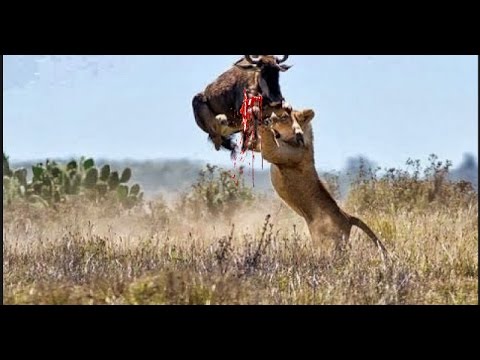 Elephant Kill Buffalo Real Fight Wild Animal Fights | Animals Attack