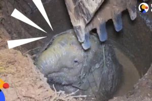 Elephant Mom Crying for Help Leads Rescuers To Her Trapped Baby | The Dodo