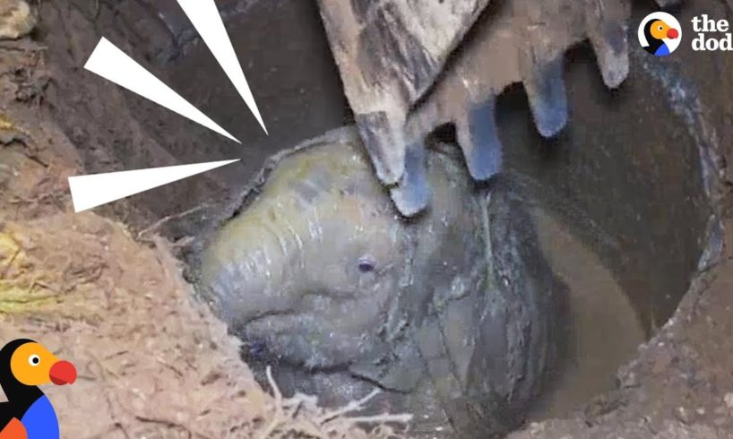 Elephant Mom Crying for Help Leads Rescuers To Her Trapped Baby | The Dodo