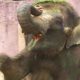 Elephants Swing And Dance To Violin Music (Storyful, Wild Animals)