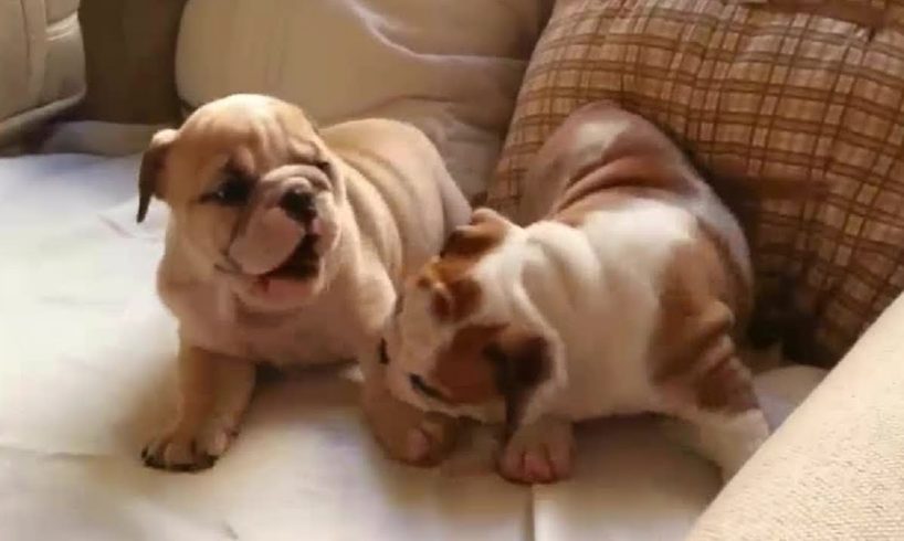 English Bulldog puppy playtime will melt your heart