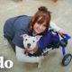 Esta cachorrita hace y deshace en su silla de ruedas | El Dodo