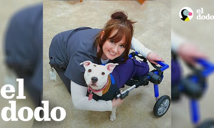 Esta cachorrita hace y deshace en su silla de ruedas | El Dodo