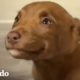 Esta perrita fue adoptada debido a su adorable sonrisa | El Dodo