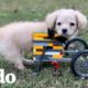 Este cachorrito tiene silla de ruedas hecha de LEGOs | El Dodo