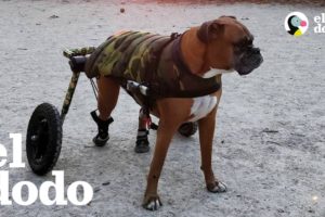 Este perro hace TODO con su silla de ruedas | El Dodo