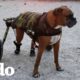 Este perro hace TODO con su silla de ruedas | El Dodo