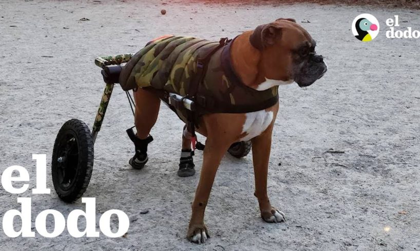 Este perro hace TODO con su silla de ruedas | El Dodo