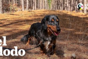 Este perro quiere a su papá pero AMA la comida | El Dodo