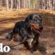 Este perro quiere a su papá pero AMA la comida | El Dodo