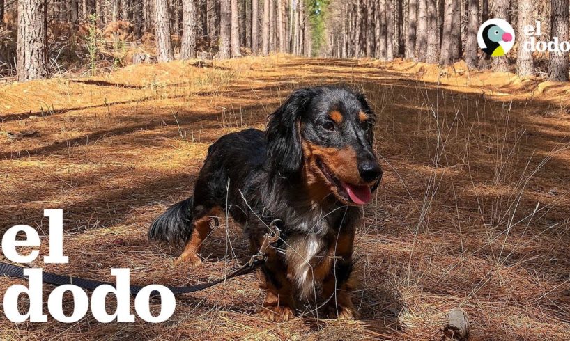 Este perro quiere a su papá pero AMA la comida | El Dodo