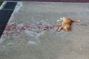 Everyone Ignored This Bleeding Cat, But This Man Decided To Rescue It, But..