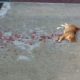 Everyone Ignored This Bleeding Cat, But This Man Decided To Rescue It, But..
